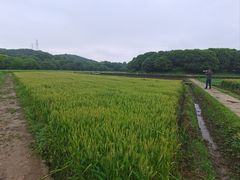 -八卦田遗址公园