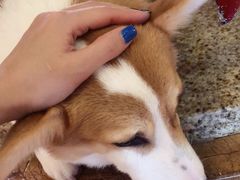 -more than meow吴止猫主题餐厅(承德 中船汇店)