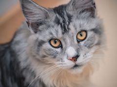 -猫在这儿猫咪咖啡馆·撸猫馆