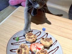 -喵屿·大理花园猫咖