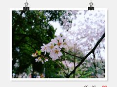 -武汉大学-樱园
