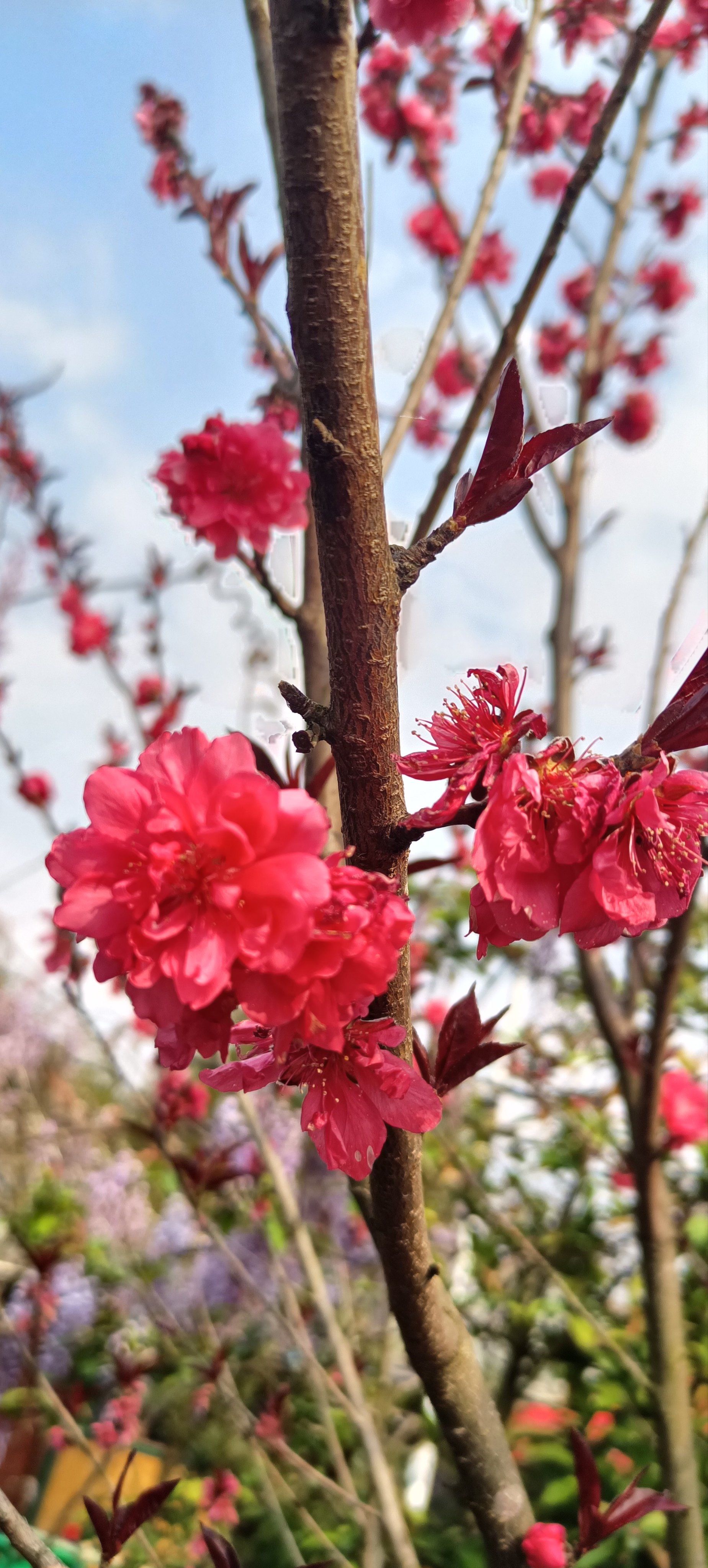 日出桃花红胜火
