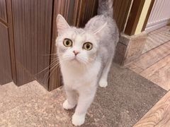 -more than meow吴止猫主题餐厅(承德 中船汇店)