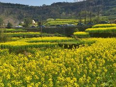 -桑洲油菜花景区