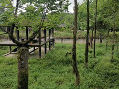 -中国大熊猫保护研究中心雅安碧峰峡基地