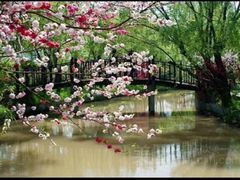 -南汇桃花村