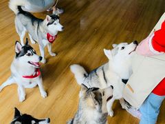 -Husky Go! 哈士奇体验馆·宠物咖啡厅狗咖