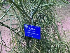 -中国科学院西双版纳热带植物园