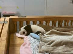 -都江堰中华大熊猫苑