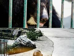 -栾川竹海野生动物园
