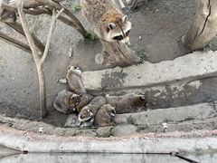 -齐齐哈尔龙沙动植物园