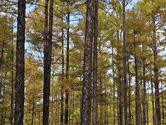 -莫尔道嘎国家森林公园