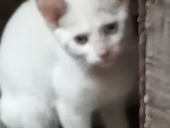 -爱妮康宠物医院·干细胞免疫细胞·肿瘤·心脏(张江店)