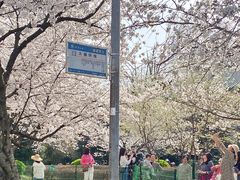 -武汉大学-樱园