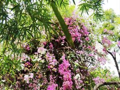 -深圳国际园林花卉博览园