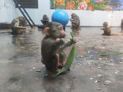 -西安秦岭野生动物园