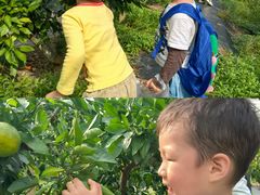 -前小桔亲子创意农场·草莓采摘·露营烧烤