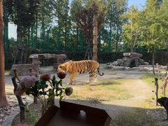 -上海野生动物园老虎餐厅