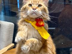 -藏猫猫咖啡主题馆(中央大道店)