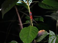-中国科学院西双版纳热带植物园