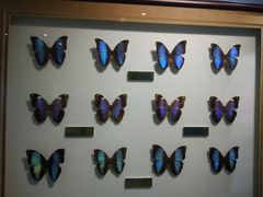 -上海昆虫博物馆