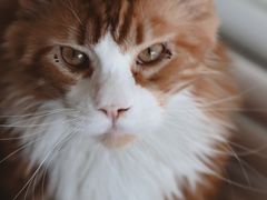 -平行世界·猫咖(首经贸店)