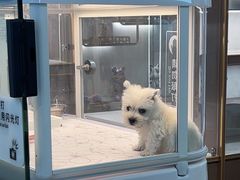 -翊宠yipet猫狗购宠庄园