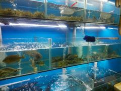 -老村长土菜馆(湖墅南路店)