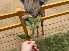 -西霞口神雕山野生动物世界