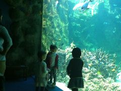 -悉尼海洋生物水族馆