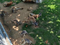 -西霞口神雕山野生动物世界