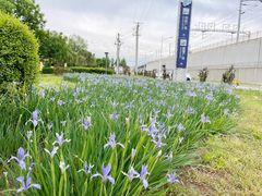 -丁香湖公园
