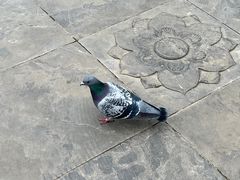 -洛阳白马寺