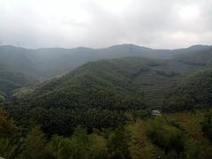 -宁波浙东大竹海景区