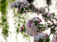 -海棠花溪(元大都城垣遗址公园)