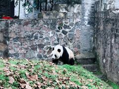 -都江堰中华大熊猫苑