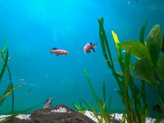 -上海海洋水族馆