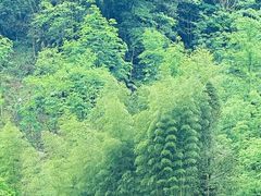 -青城山