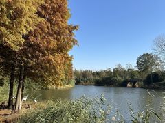 -溱湖国家湿地公园