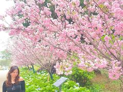 -天适樱花悠乐园