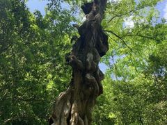 -燕子河大峡谷天坑仙境