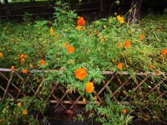 -白塘生态植物园