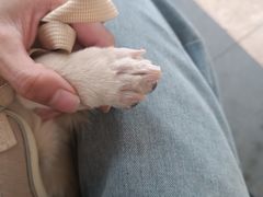 -瑞派旺宝宠物医院·犬猫全科综合·尿道专科(莲兴院)