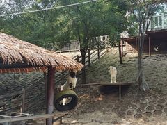 -北京鹿世界主题园