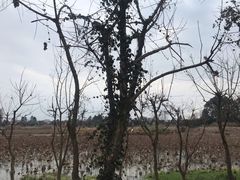 -白鹭湾湿地公园