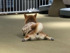 -逗柴咖啡屋·狗咖猫咖宠物桌游