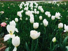 -枫林花海