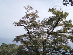 -梵净山旅游区