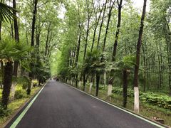 -合肥滨湖国家森林公园