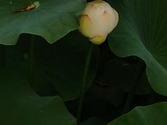 -四川大学(望江校区)